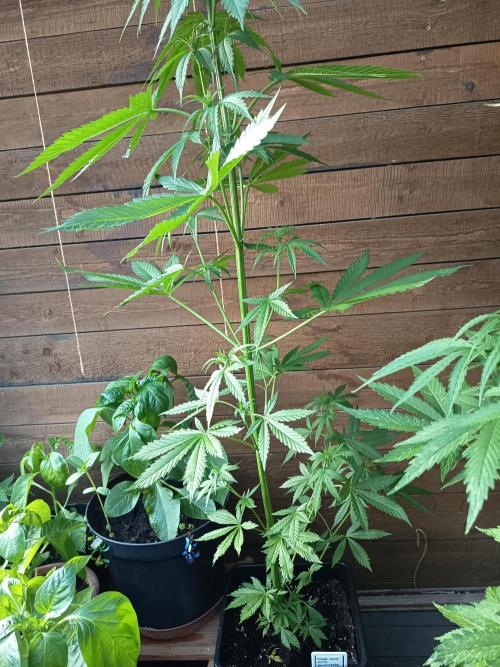 Hindu auto. Week 2