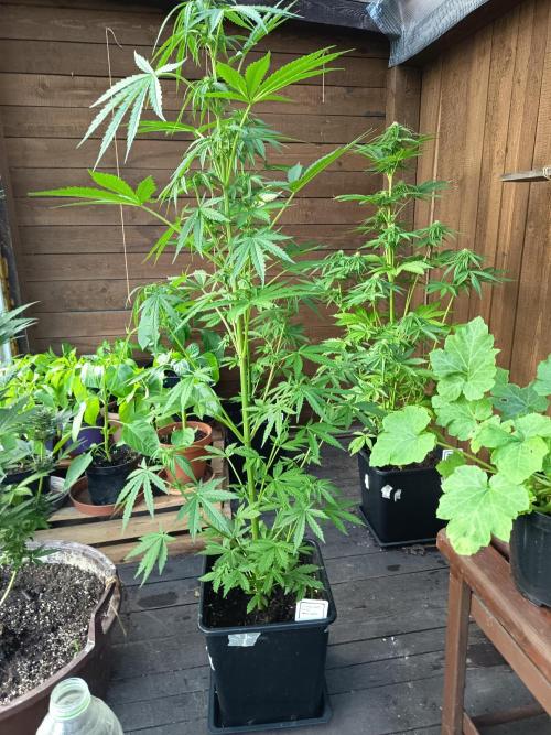 Hindu auto. Week 2