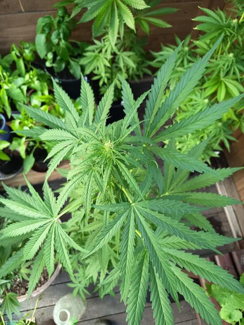 Hindu auto. Week 2