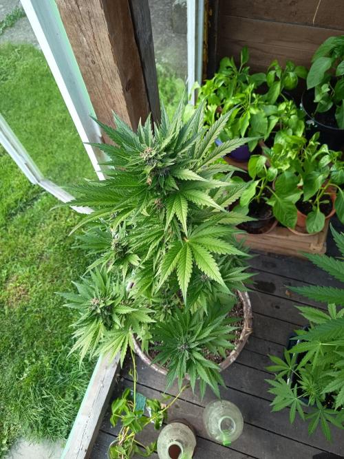 apricot gorilla auto. Week 3