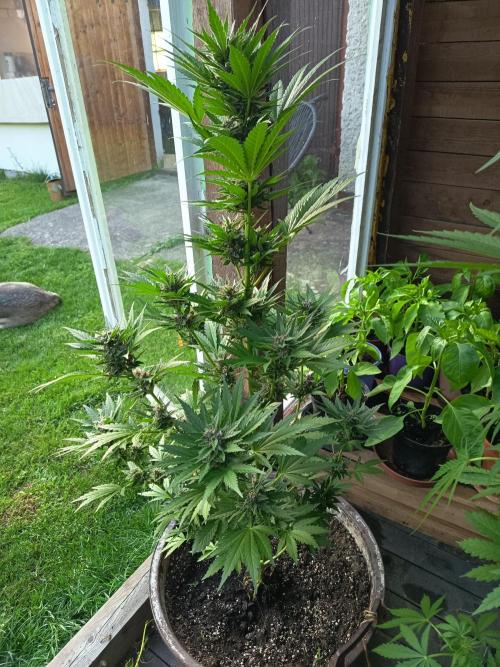 apricot gorilla auto. Week 3