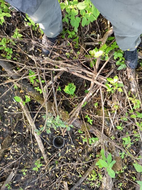 Black rose freestyle. Week 3