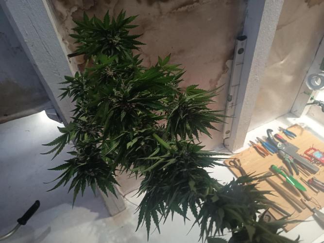 apricot gorilla auto. Week 1
