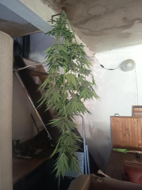 apricot gorilla auto. Week 1