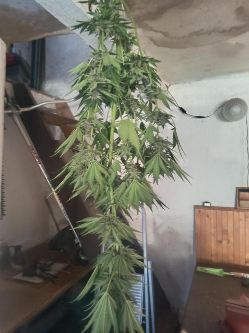 apricot gorilla auto. Week 1