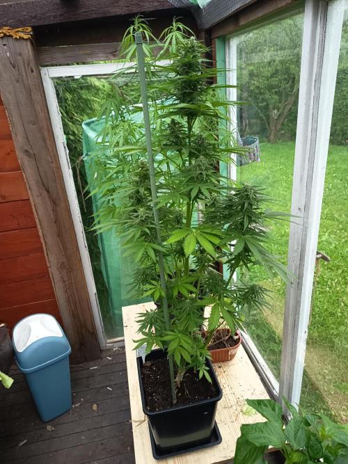 milky way. Week 5