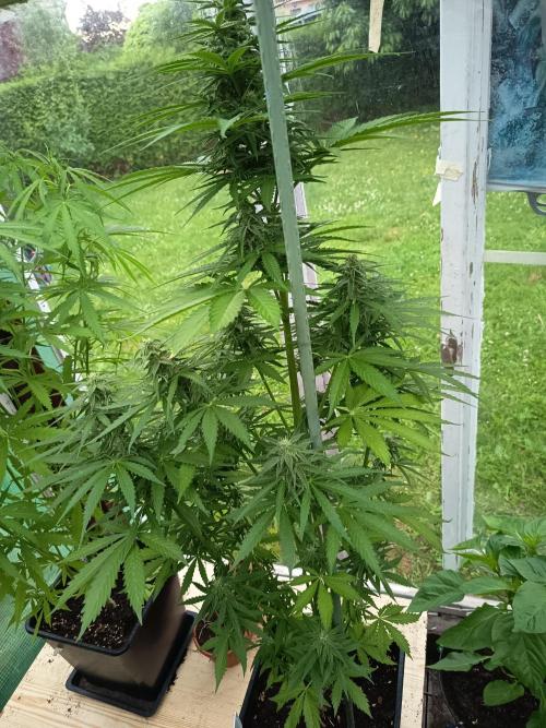 milky way. Week 5