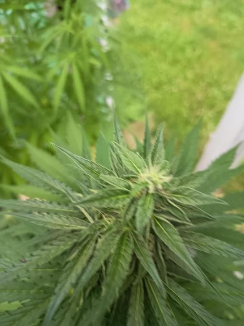 milky way. Week 5