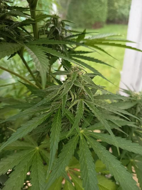 milky way. Week 5