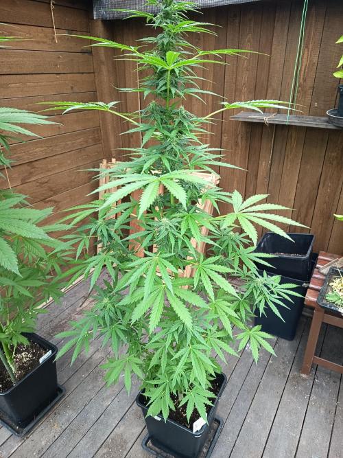 Hindu auto. Week 5