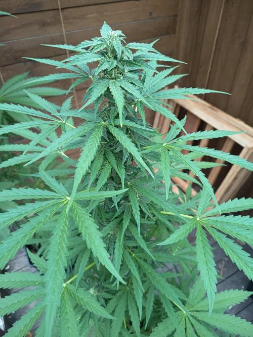 Hindu auto. Week 5