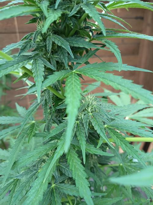 Hindu auto. Week 5