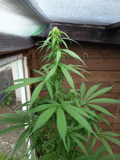 Hindu auto. Week 5