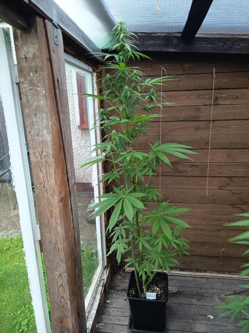 Hindu auto. Week 5