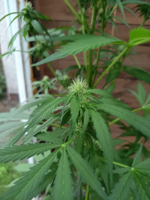Hindu auto. Week 5