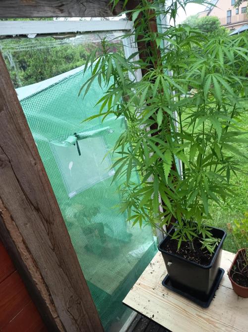 green poison. Week 1