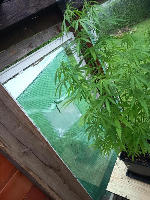 300W GH Top Light LED. Week 1