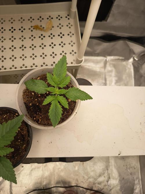 afghani. Week 2