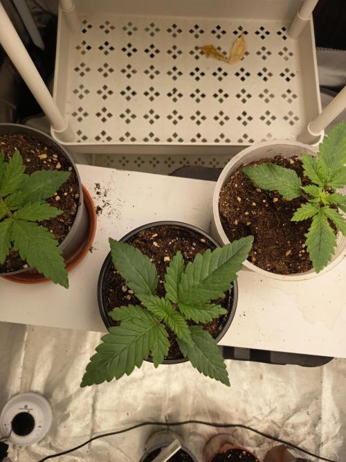 afghani. Week 2