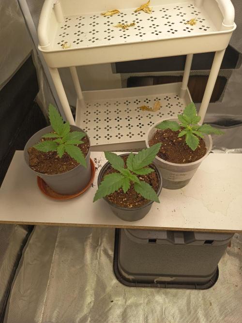 300W GH Top Light LED. Week 2