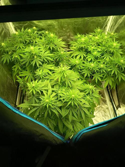 mandarine + critical. Week 5