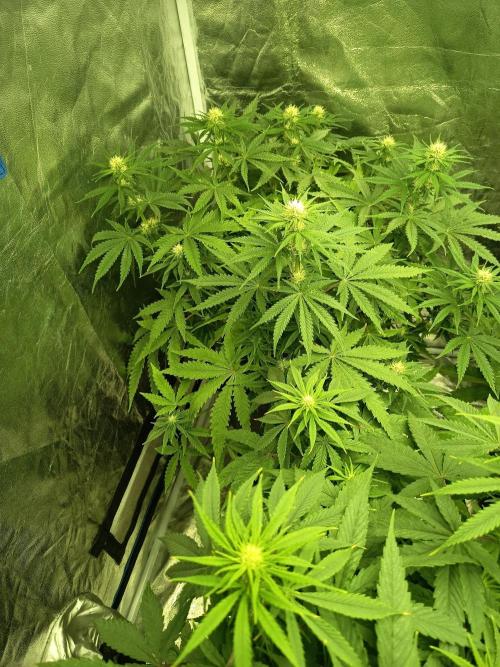 mandarine + critical. Week 5