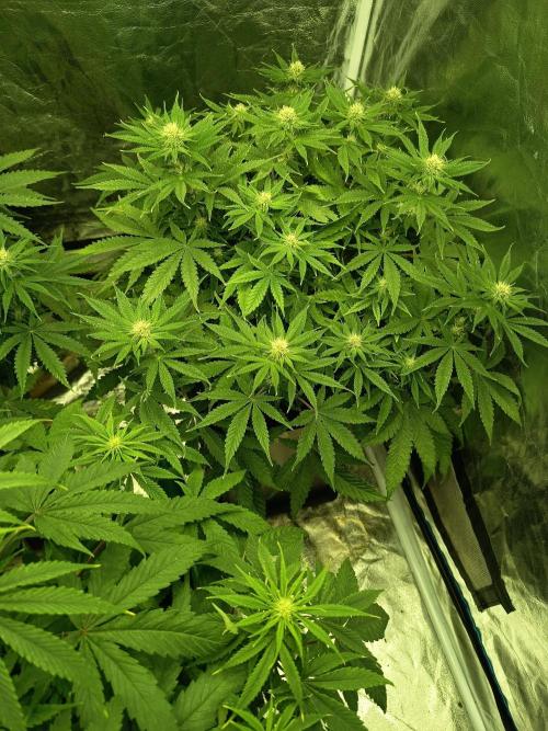 mandarine + critical. Week 5