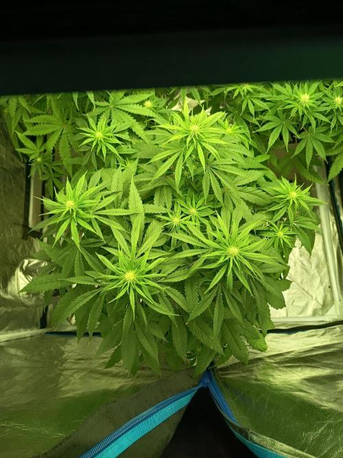 mandarine + critical. Week 5