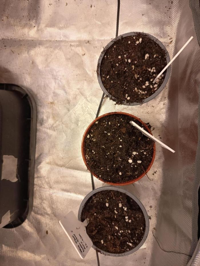 White widow rqs. Week 1