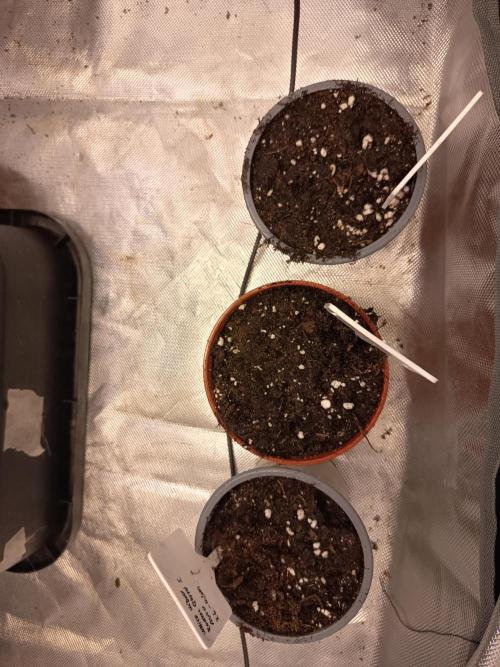 300W GH Top Light LED. Week 1