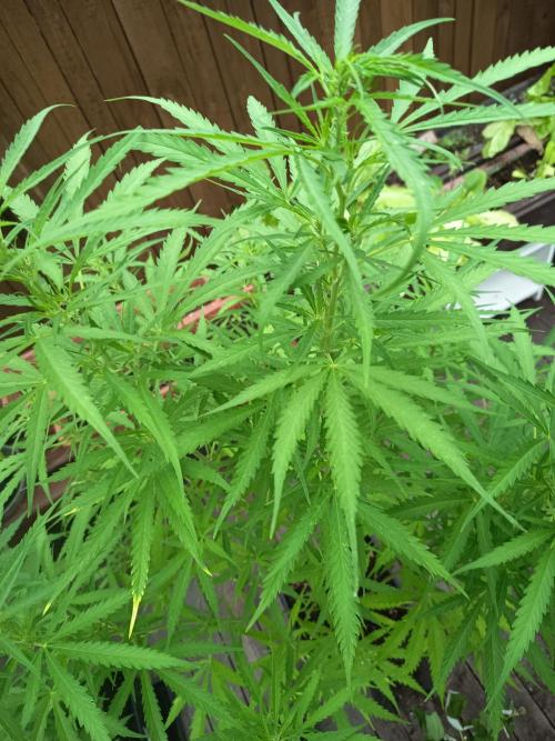 green poison. Week 2