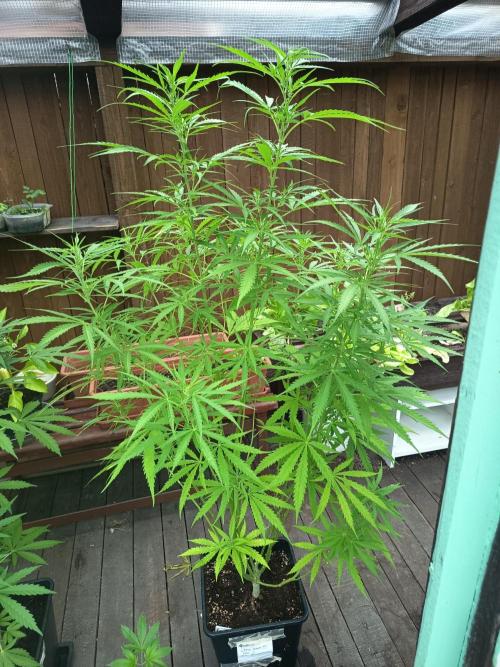 green poison. Week 2