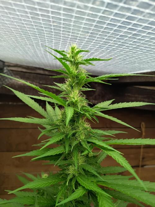 Hindu auto. Week 6