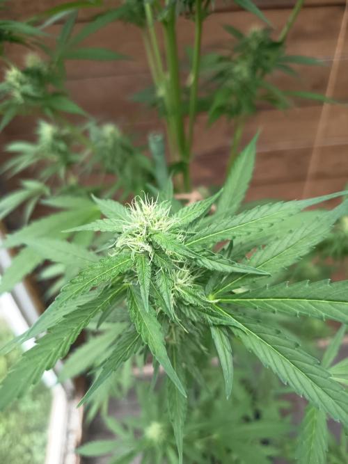 Hindu auto. Week 6