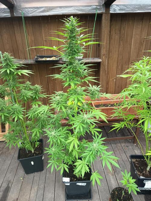 milky way. Week 6