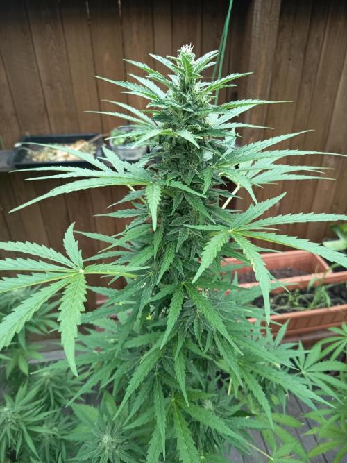 milky way. Week 6