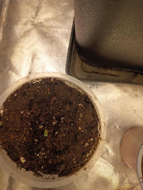 300W GH Top Light LED. Week 1