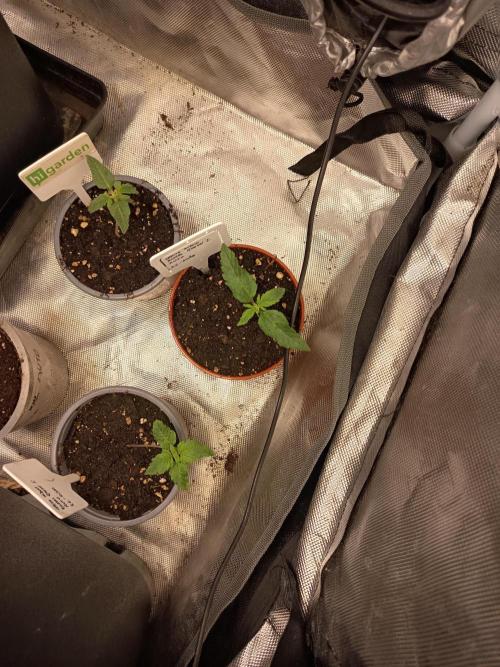 300W GH Top Light LED. Week 2