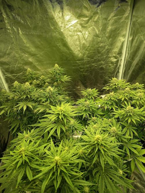 mandarine + critical. Week 6