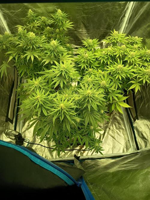 mandarine + critical. Week 6