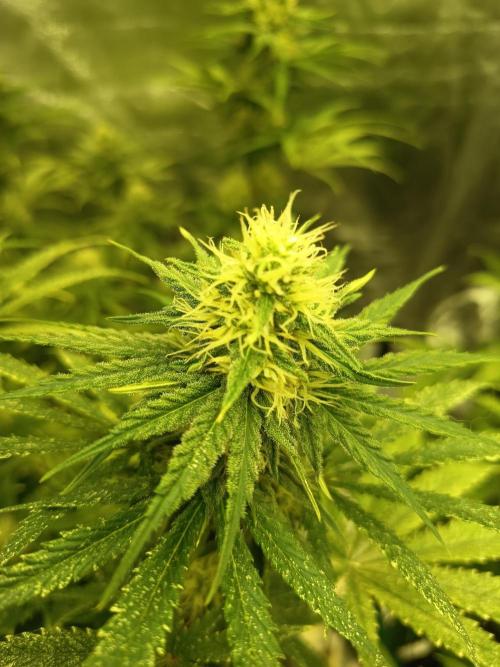 mandarine + critical. Week 6