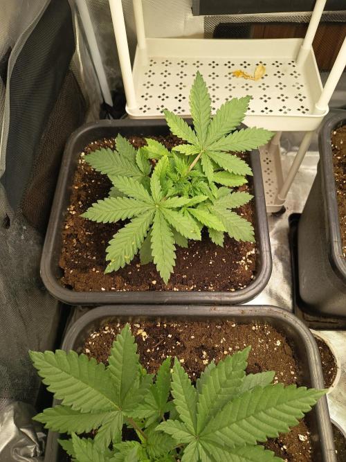 afghani. Week 3
