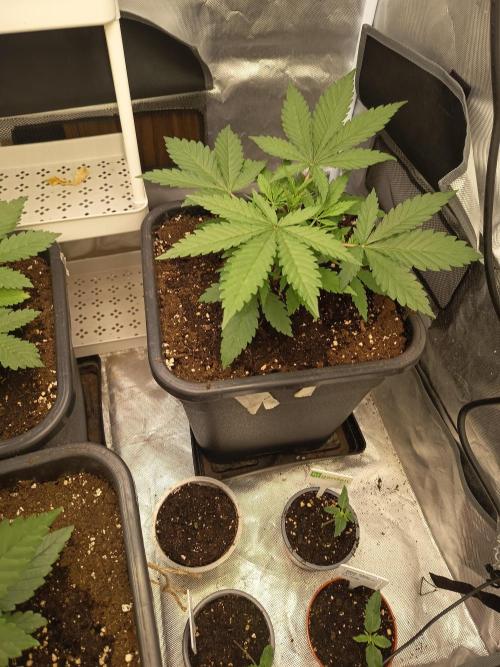 afghani. Week 3