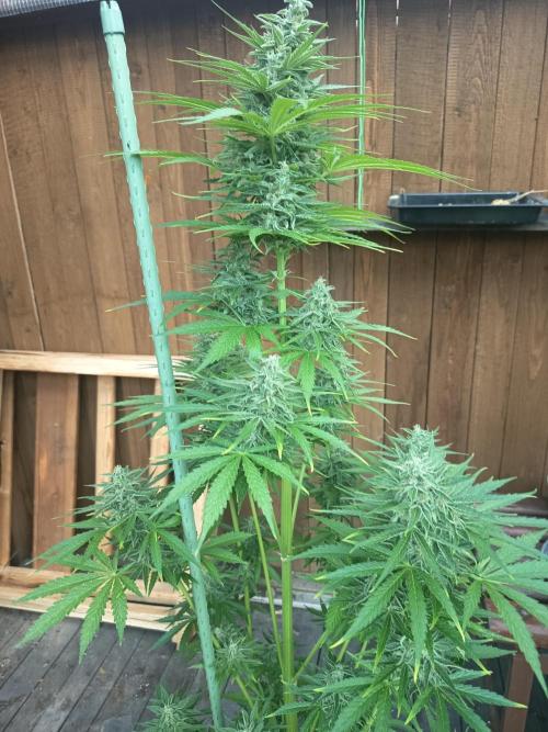 milky way. Week 7