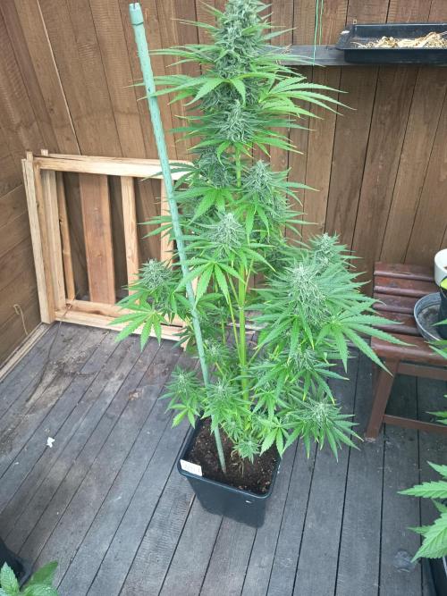 milky way. Week 7