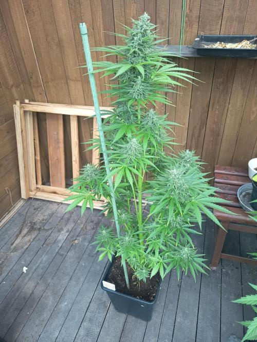 milky way. Week 7