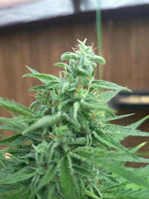 milky way. Week 7