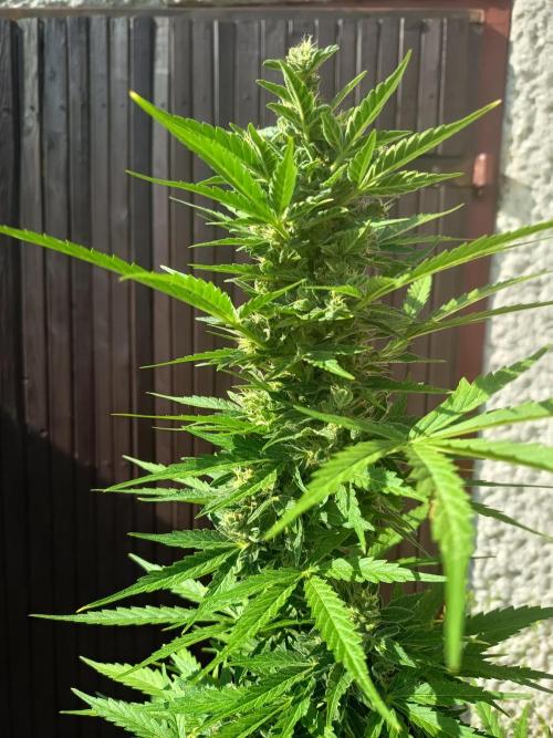 Hindu auto. Week 7