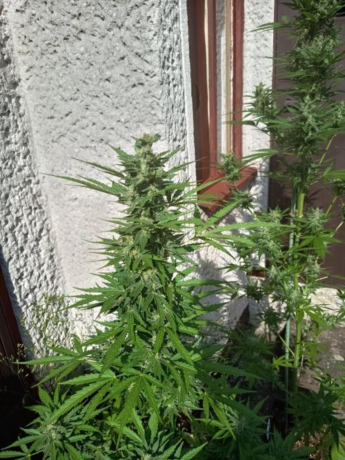 Hindu auto. Week 7