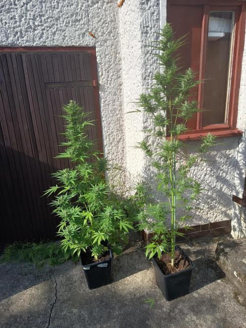 Hindu auto. Week 7